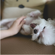 우리 강아지의 사랑스러운 순간들